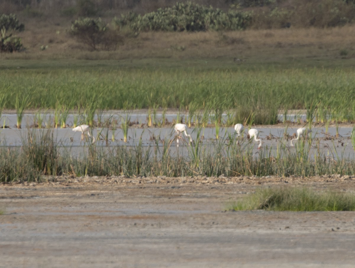 Lesser Flamingo - ML504714671