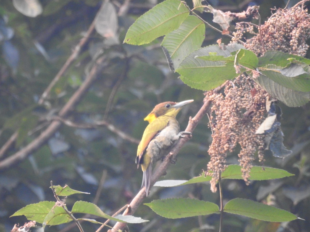 Greater Yellownape - Sourav Halder