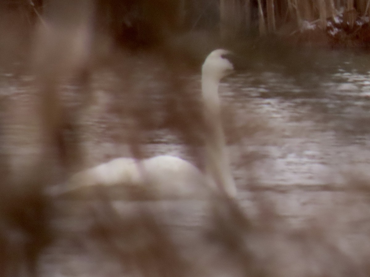 Tundra Swan - ML504717441