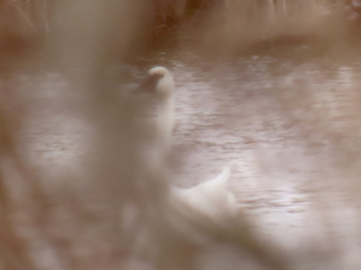 Tundra Swan - Richard Gregg