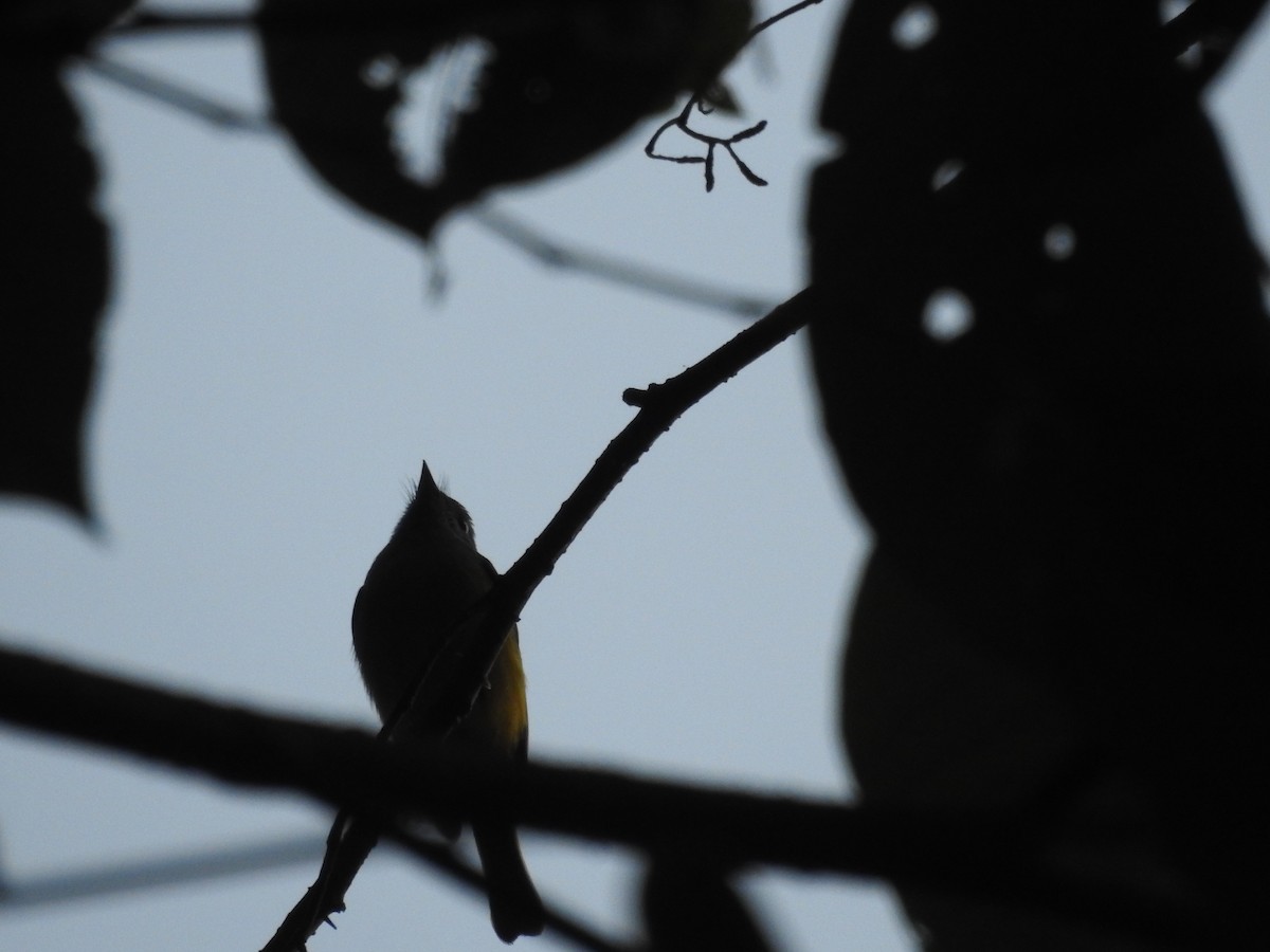 Gray-headed Canary-Flycatcher - ML504717881