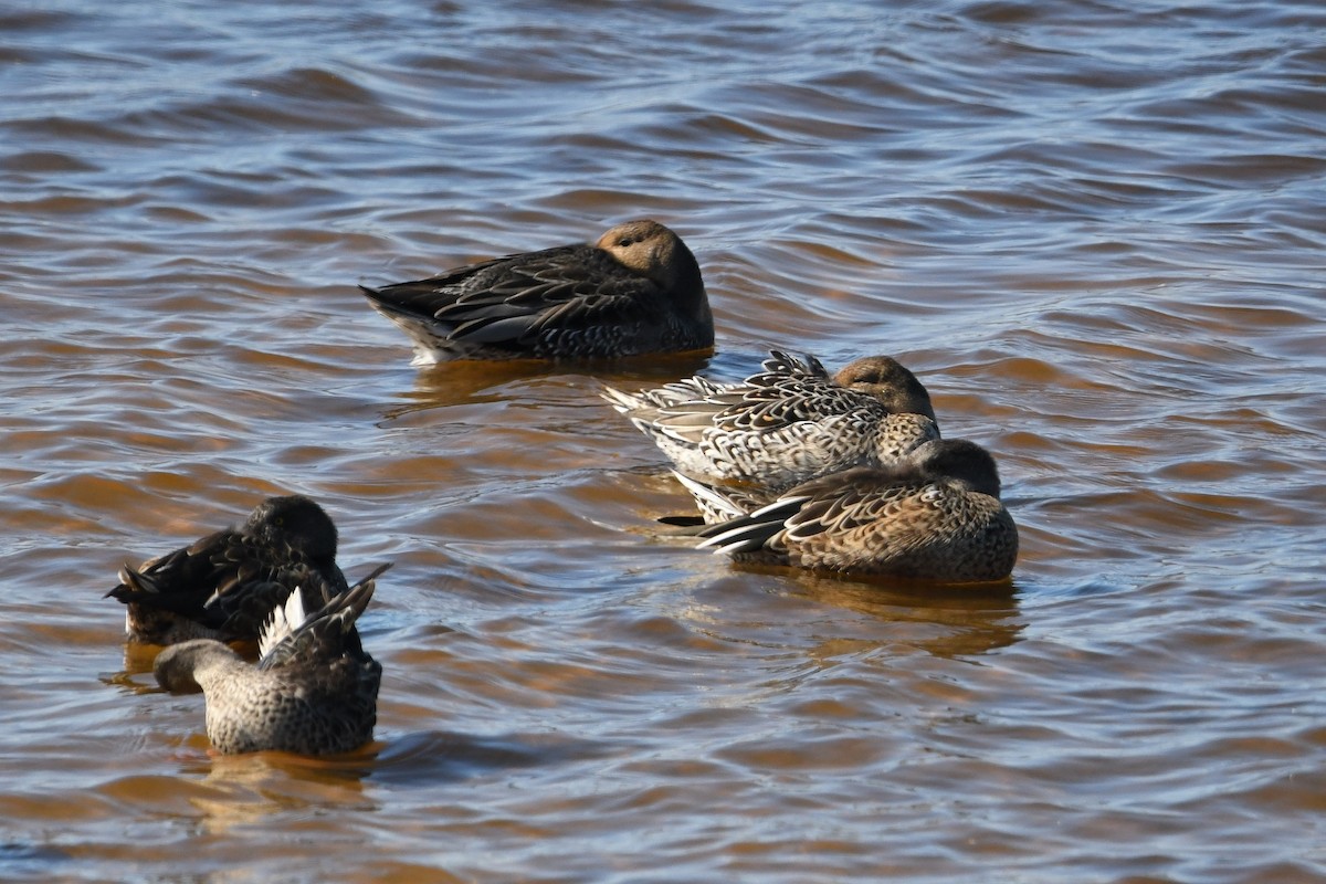 Northern Pintail - ML504718991