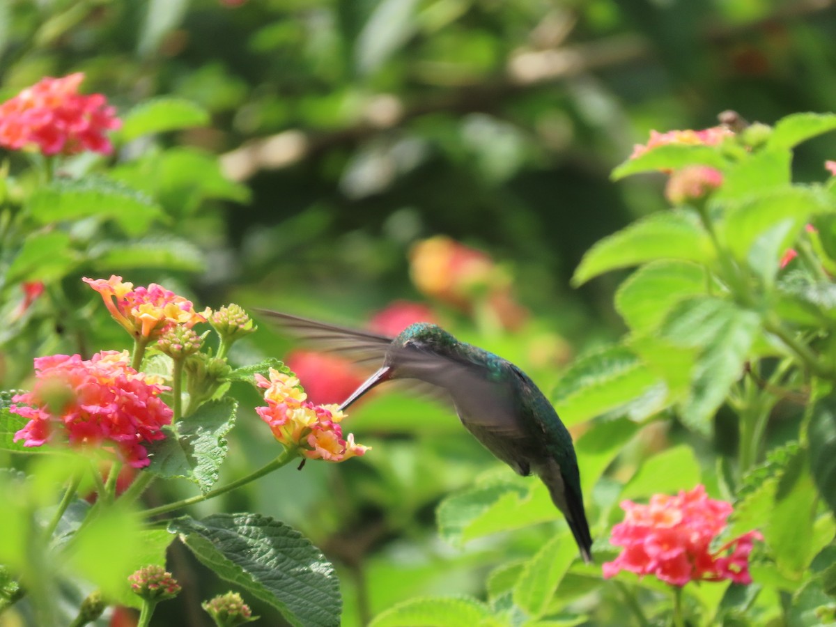 Glittering-bellied Emerald - ML504719571