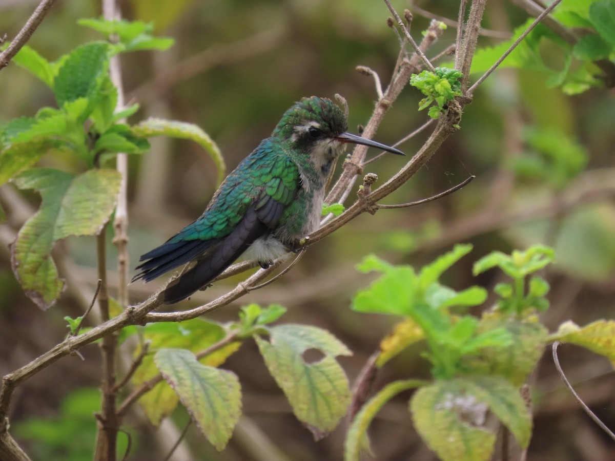 Glittering-bellied Emerald - ML504719591