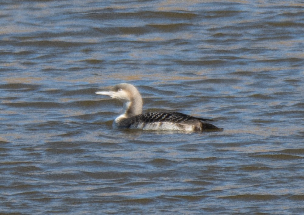 Pacific Loon - ML504719871