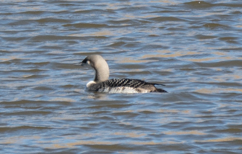 Pacific Loon - ML504719881