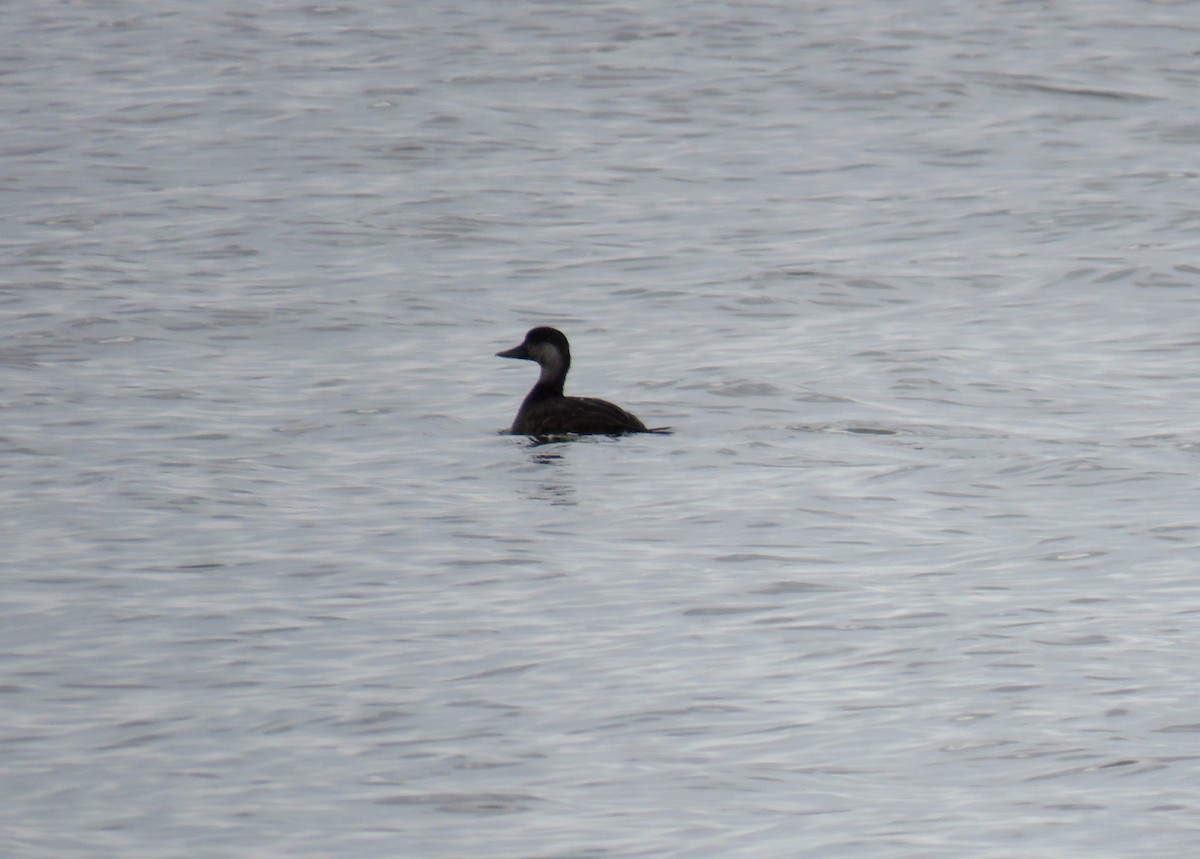 Black Scoter - ML504720331