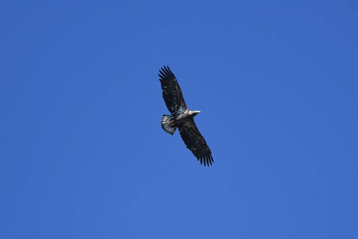 Bald Eagle - ML504720341