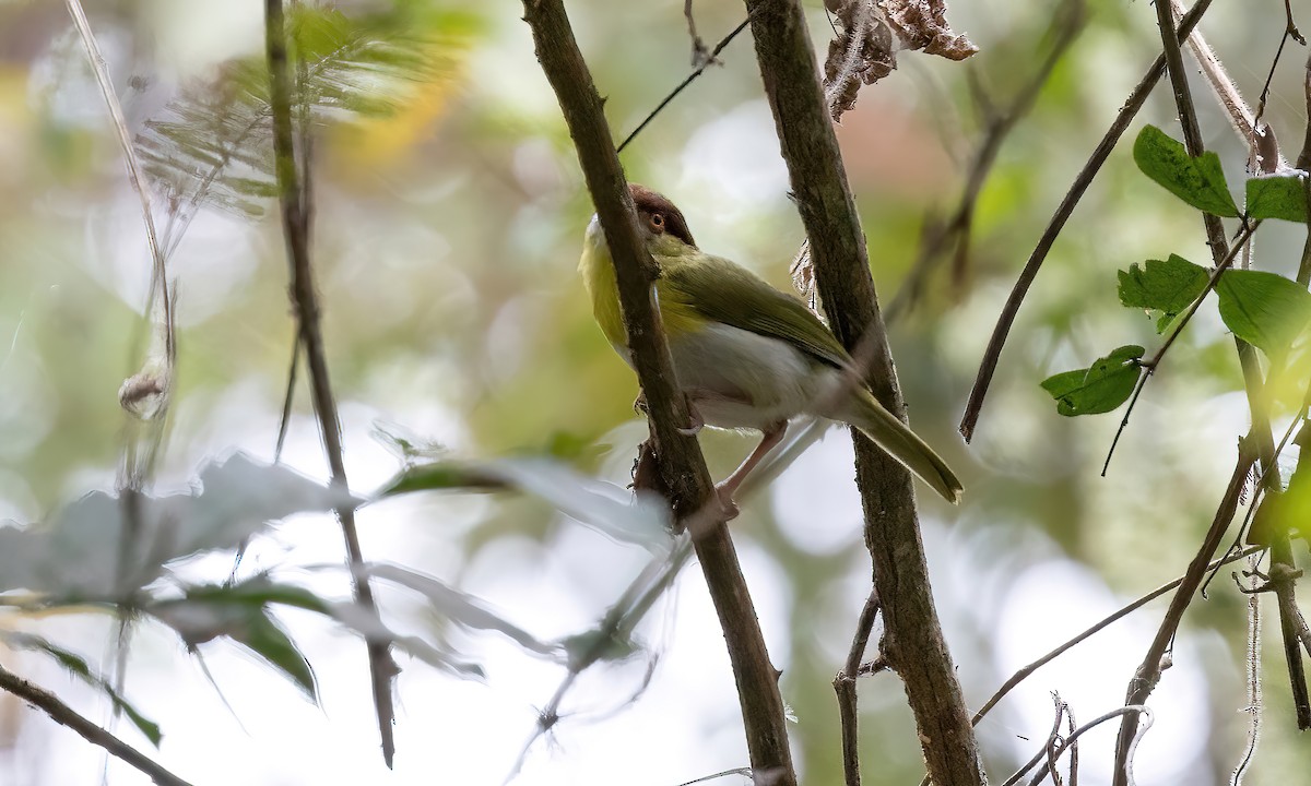 Rufous-browed Peppershrike (Yellow-backed) - ML504720771