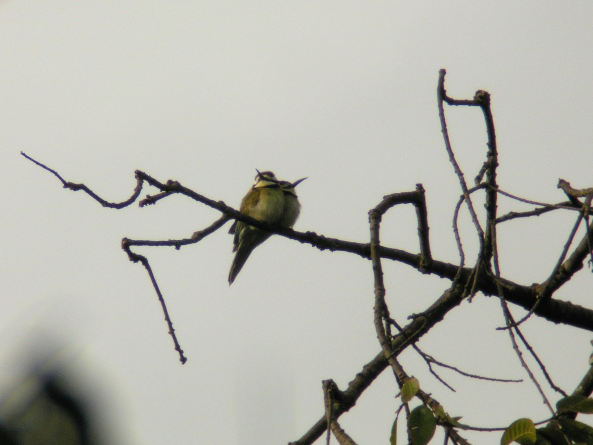 White-throated Bee-eater - ML504721041