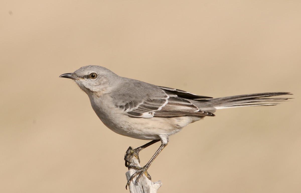 Northern Mockingbird - ML504722071