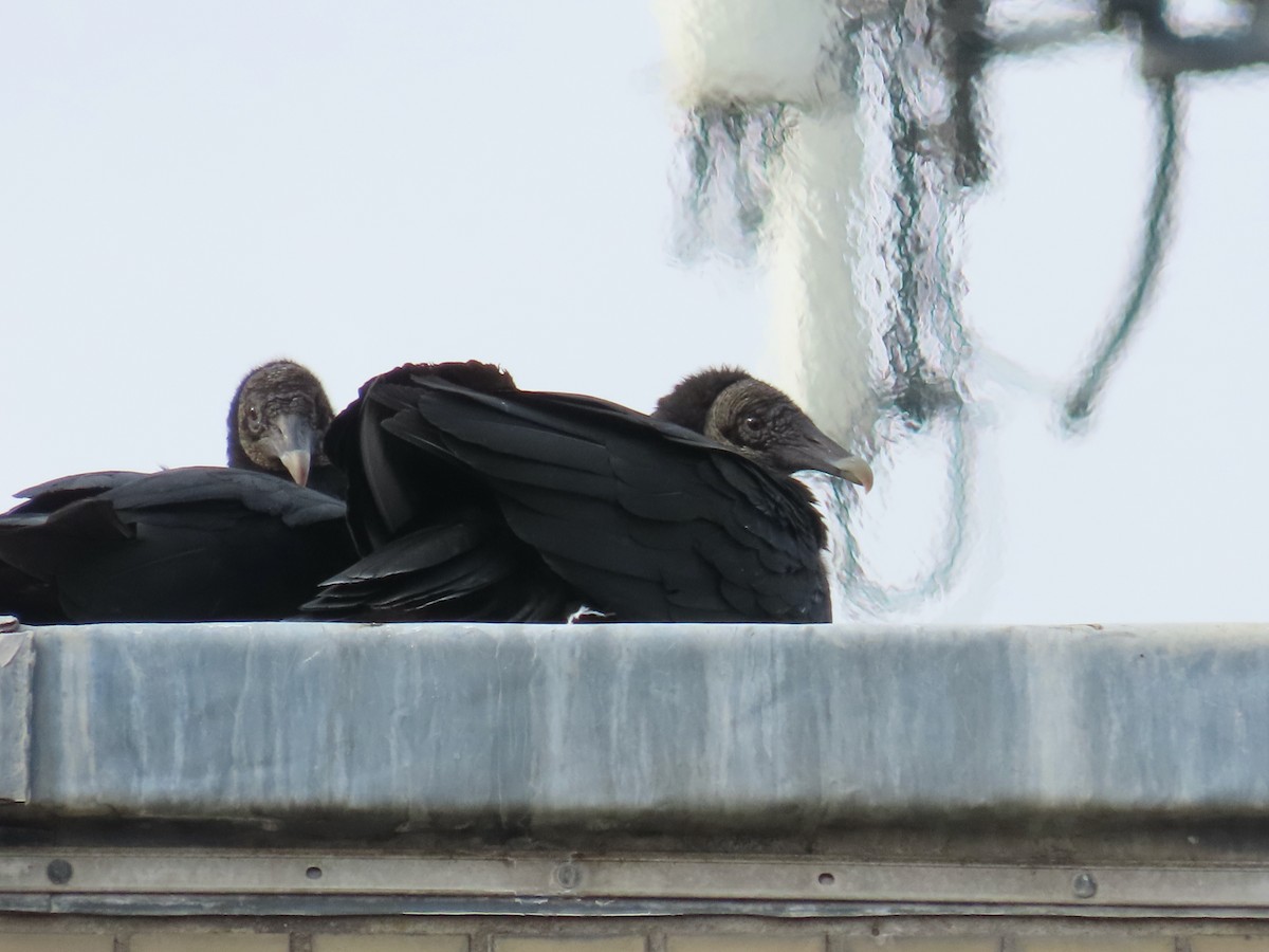 Black Vulture - Jeff Dosch