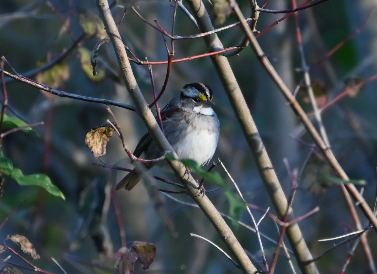 White-throated Sparrow - ML504724851