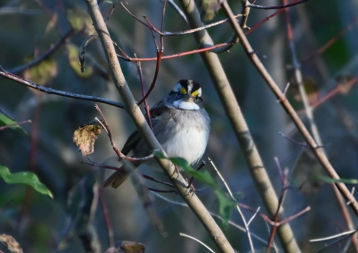 White-throated Sparrow - ML504724861