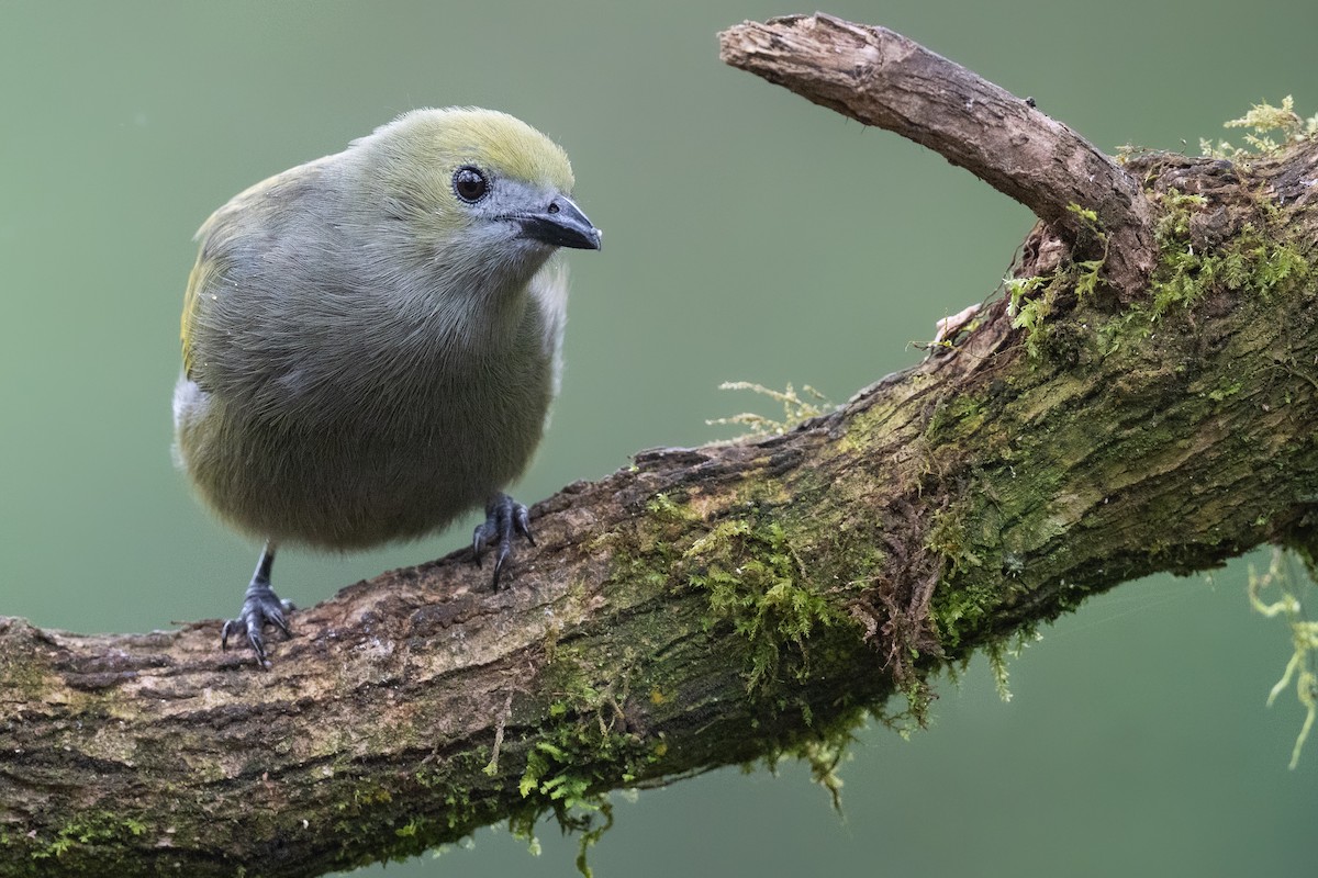 Palm Tanager - Ben  Lucking