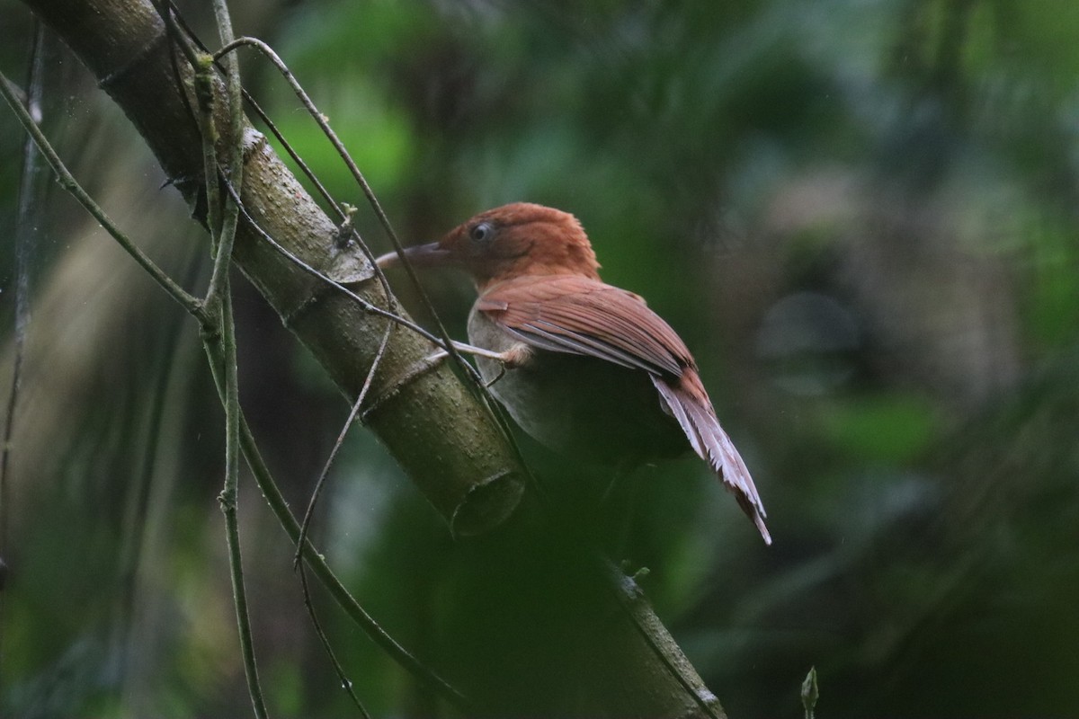 Henna-hooded Foliage-gleaner - Marcelo Quipo