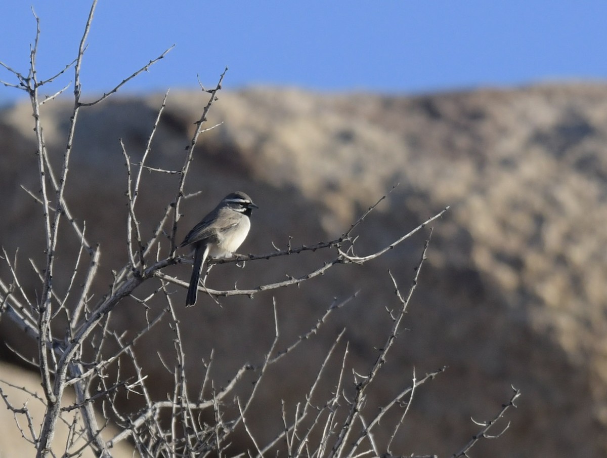 Black-throated Sparrow - ML504727241