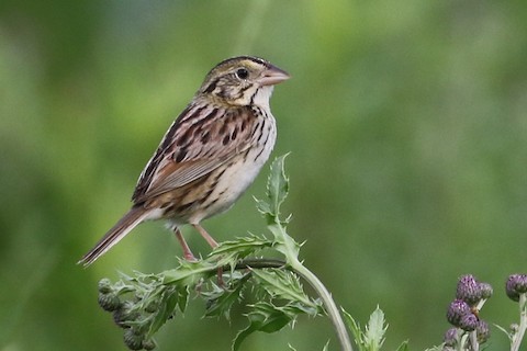 Henslow's Sparrow - ML504728591