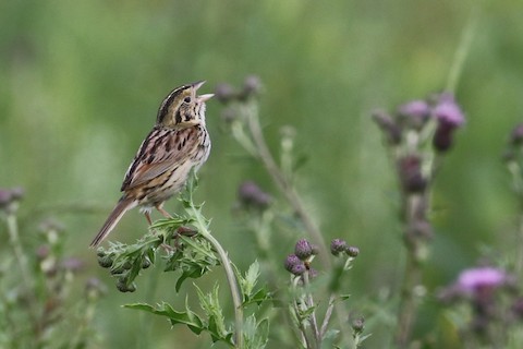 Henslow's Sparrow - ML504728631