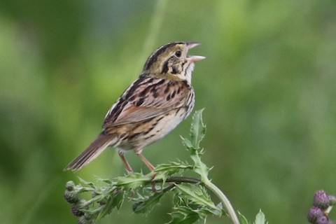 Henslow's Sparrow - ML504728641