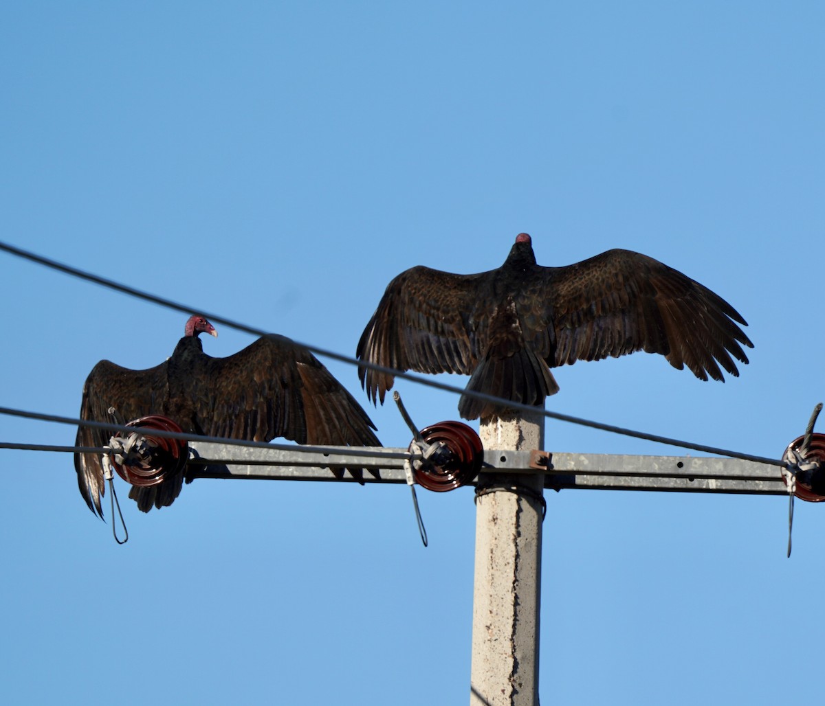 Turkey Vulture - ML504729641