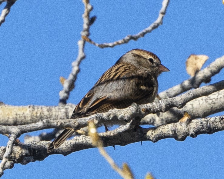 Chipping Sparrow - ML504731191