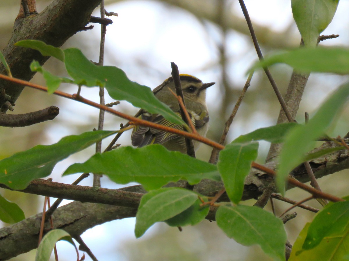 Golden-crowned Kinglet - Jennifer Wilson-Pines