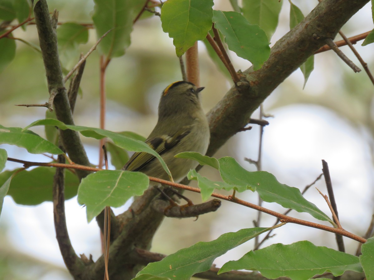 Golden-crowned Kinglet - ML504731911