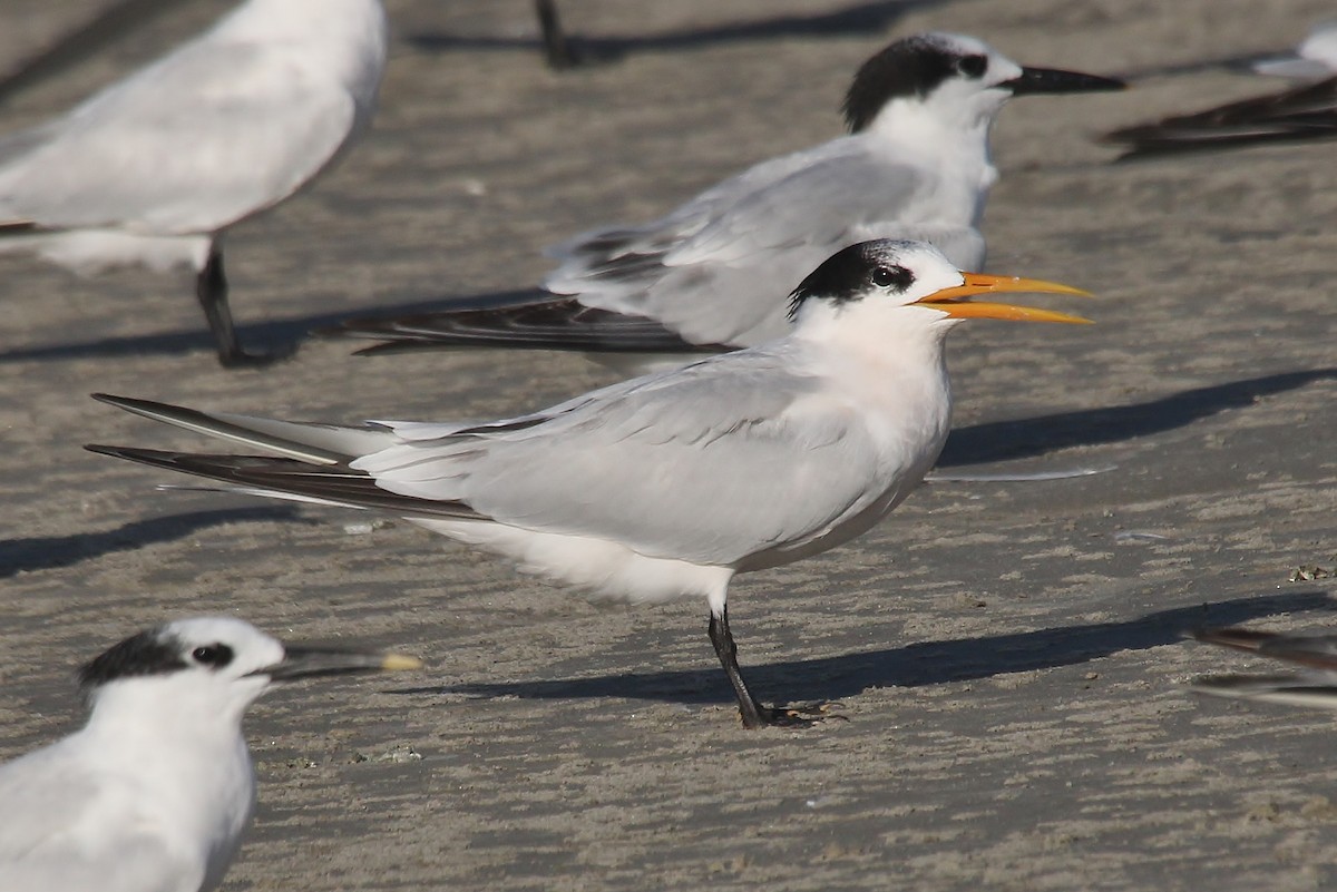 Elegant Tern - ML504732381