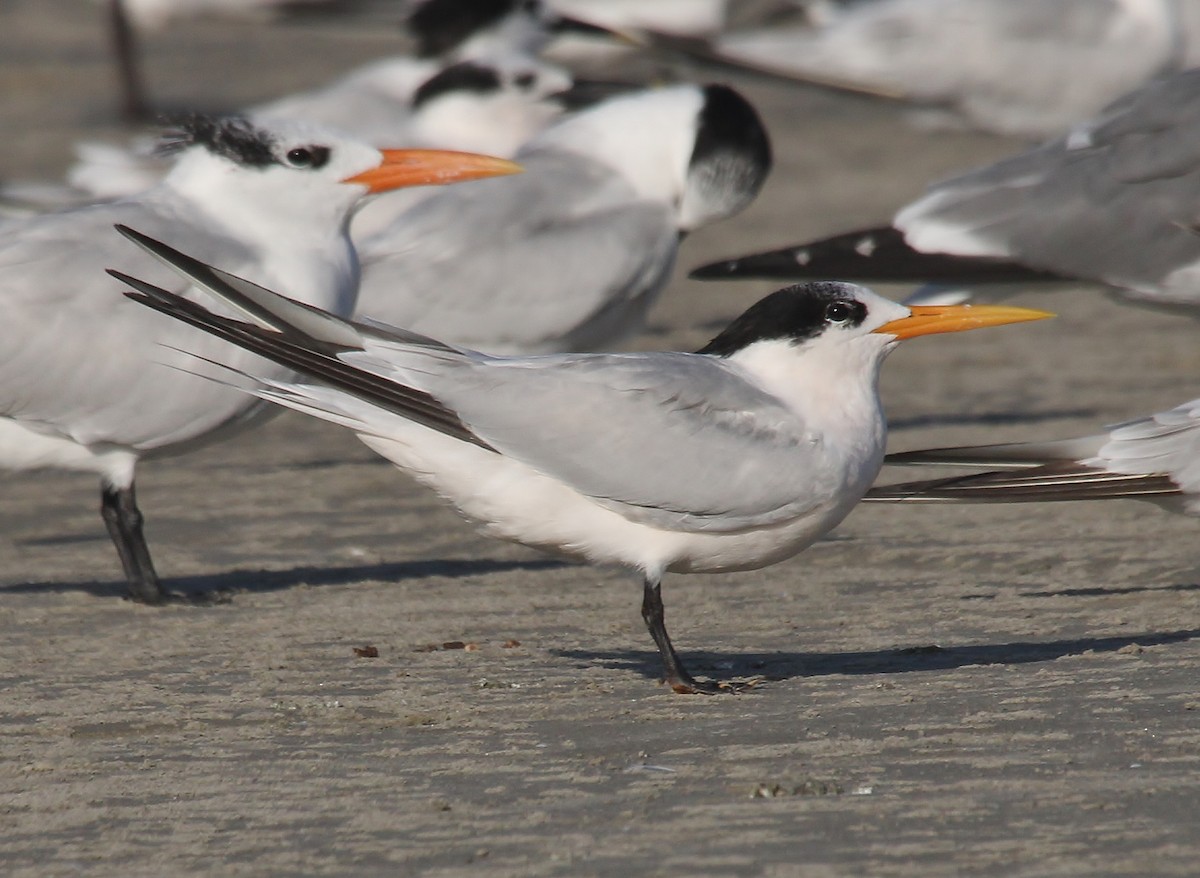 Elegant Tern - ML504732391