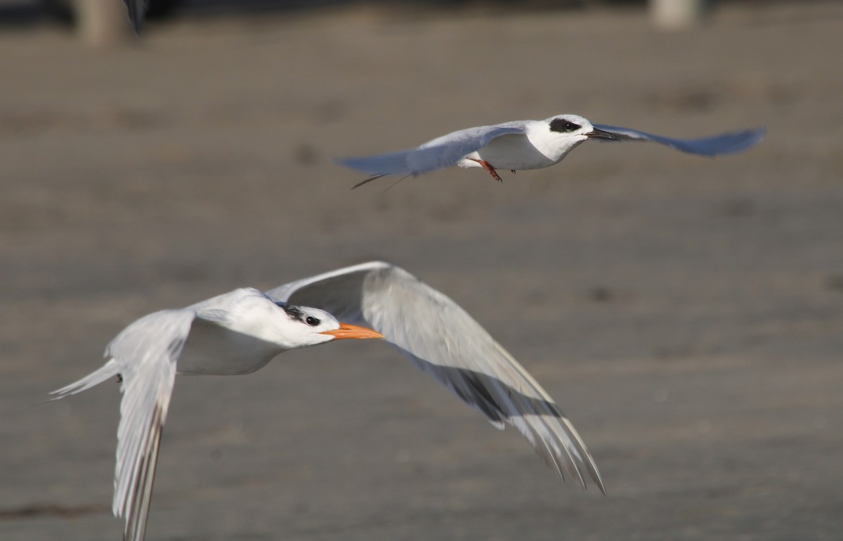 Elegant Tern - ML504732401