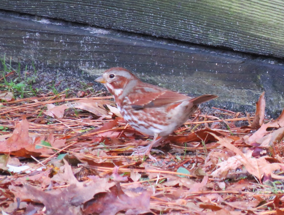 Fox Sparrow - ML504732491