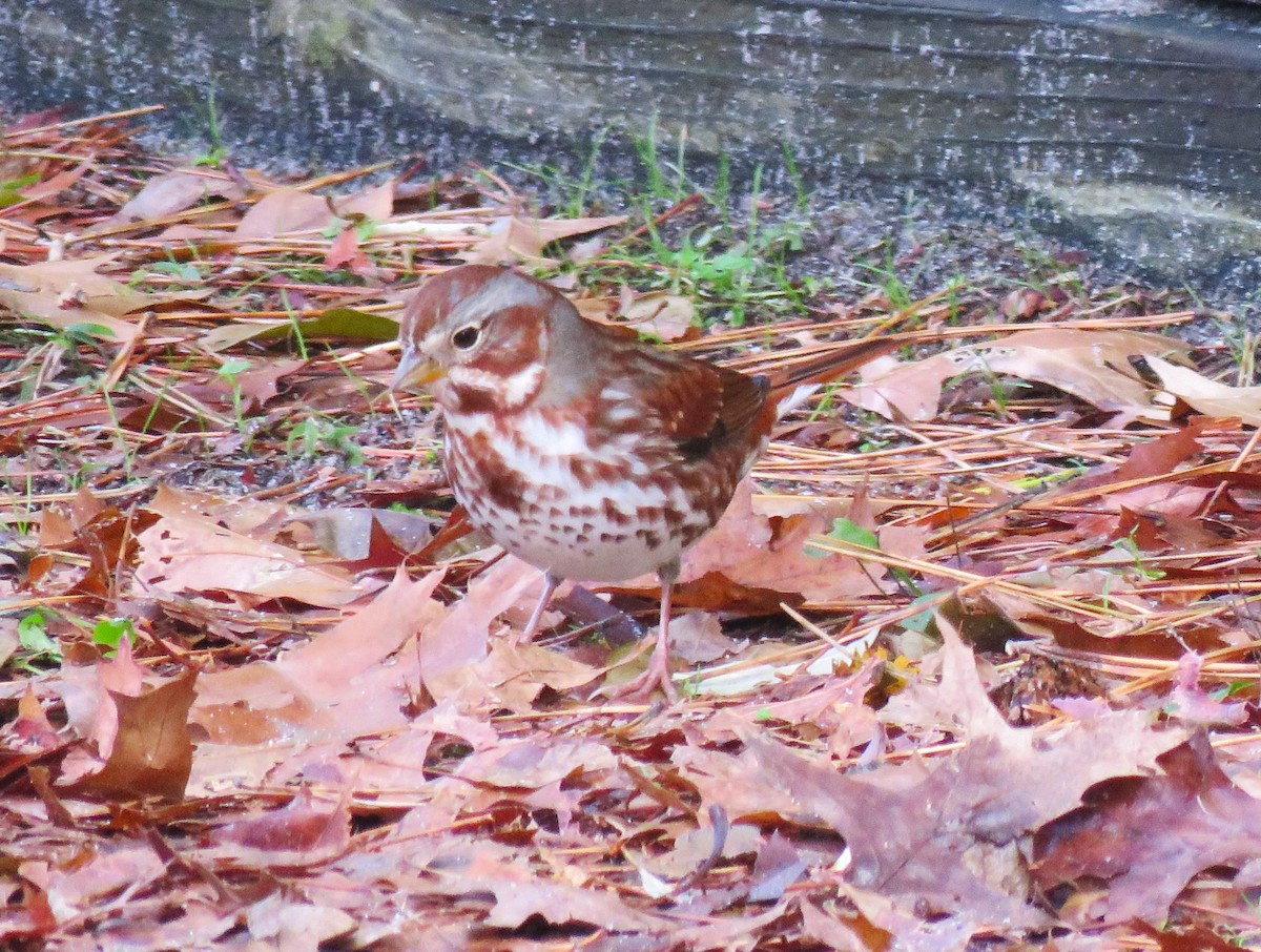 Fox Sparrow - ML504732501