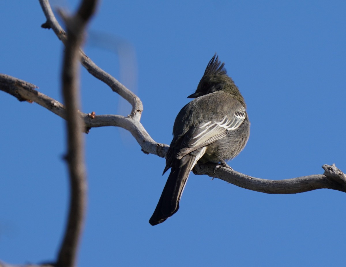 Phainopepla - ML504733051