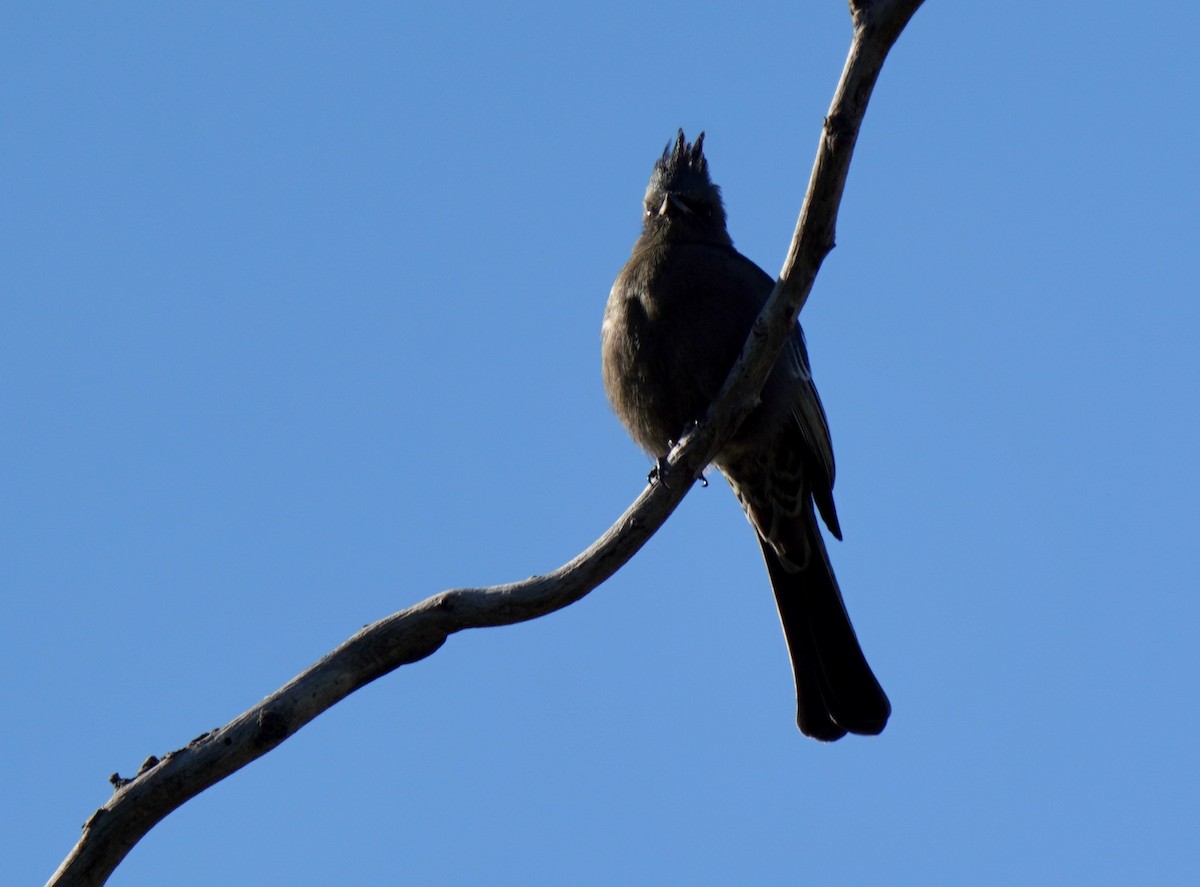 Phainopepla - ML504733101