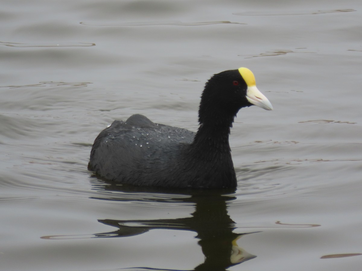 Slate-colored Coot - ML504733191