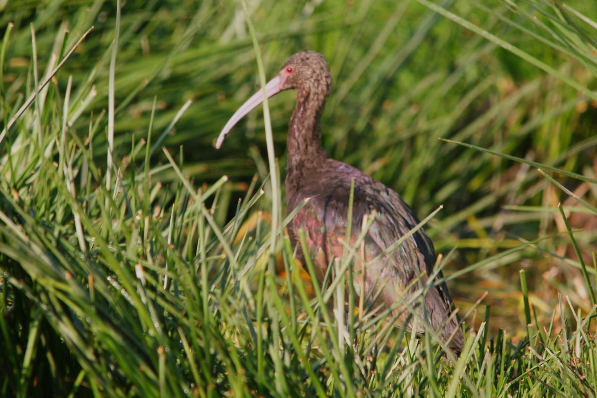 ibis andský - ML504733271