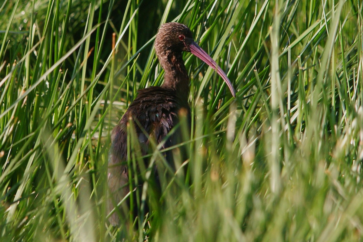 ibis andský - ML504733361