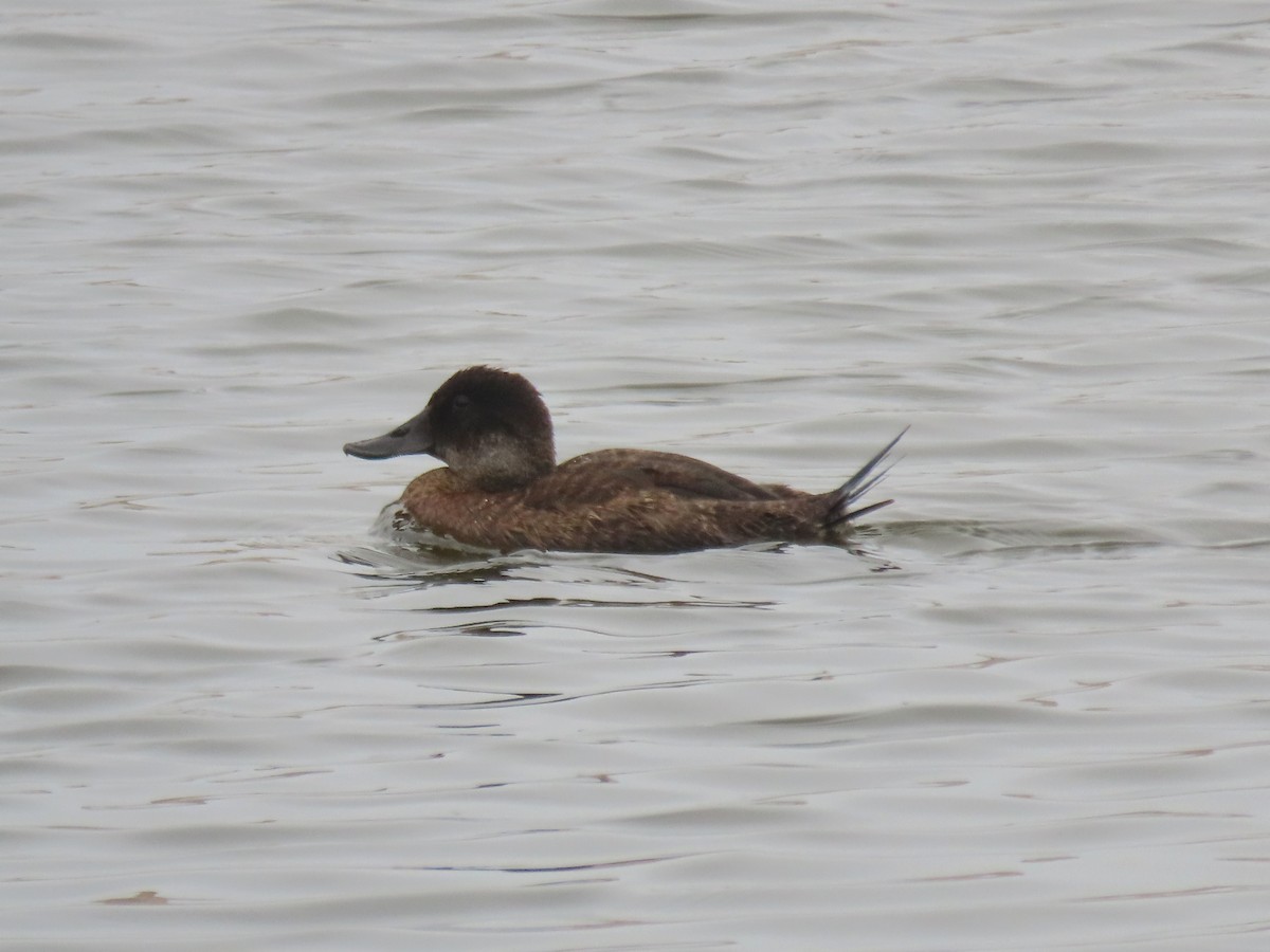 Andean Duck - ML504733841