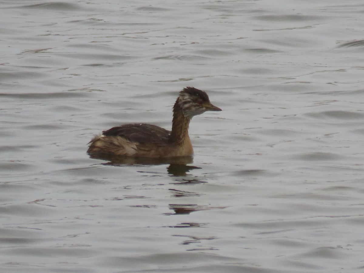 White-tufted Grebe - ML504734181