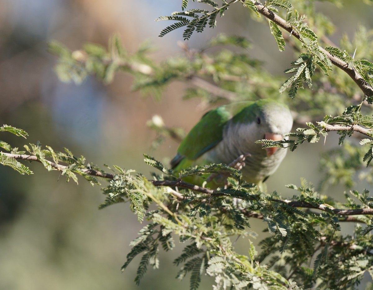 Monk Parakeet - Sibylle Hechtel