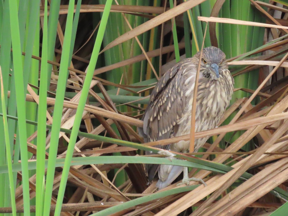 Black-crowned Night Heron - ML504734791