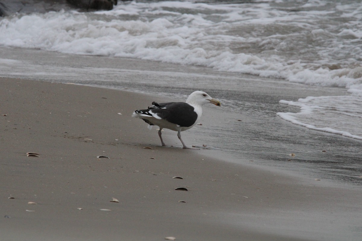 Great Black-backed Gull - Randy Maharaj