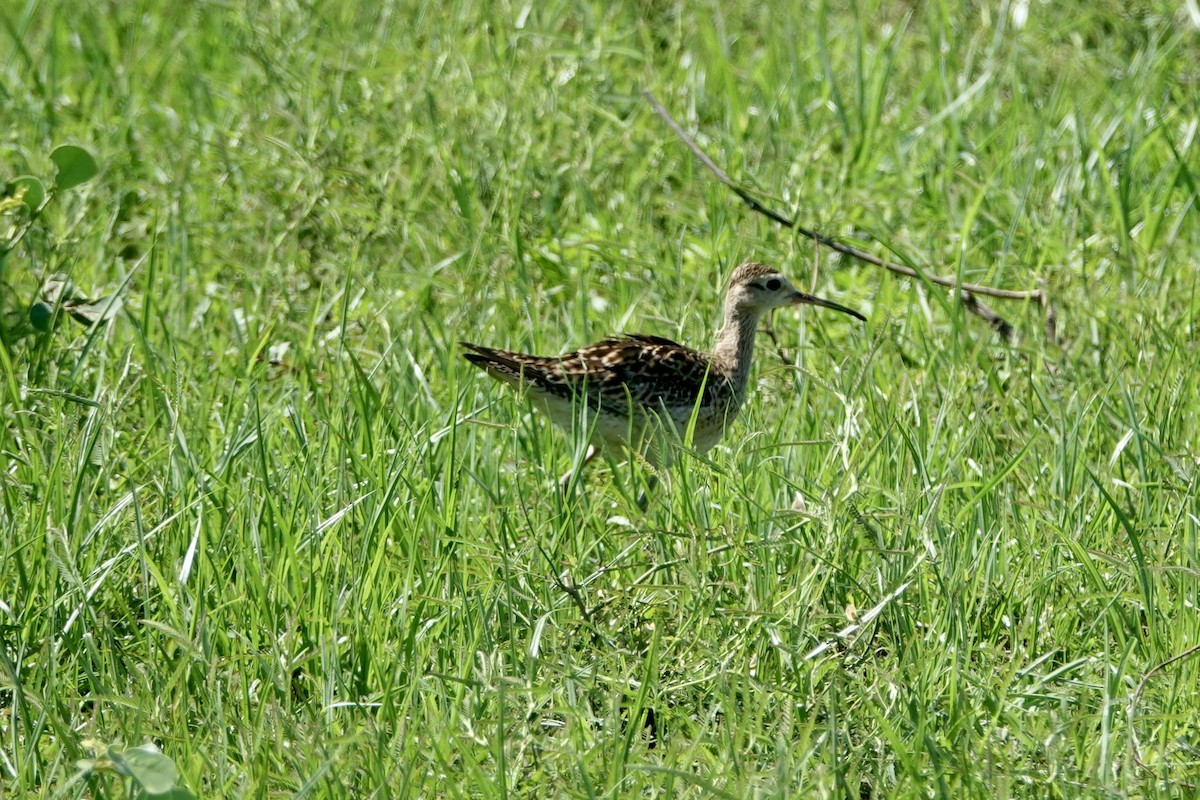 Little Curlew - ML504736031