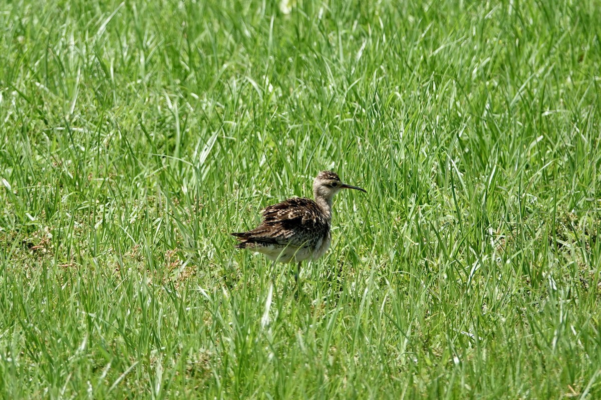 Little Curlew - ML504736041