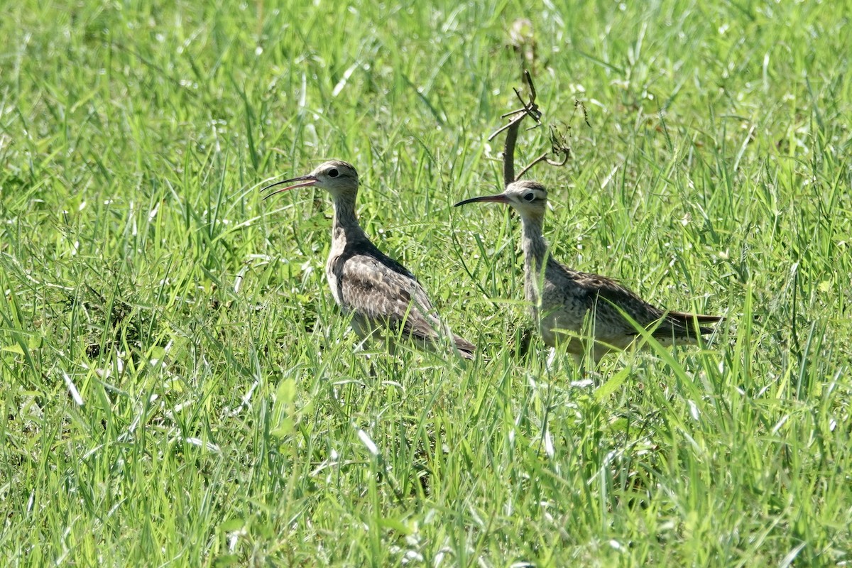 Little Curlew - ML504736051