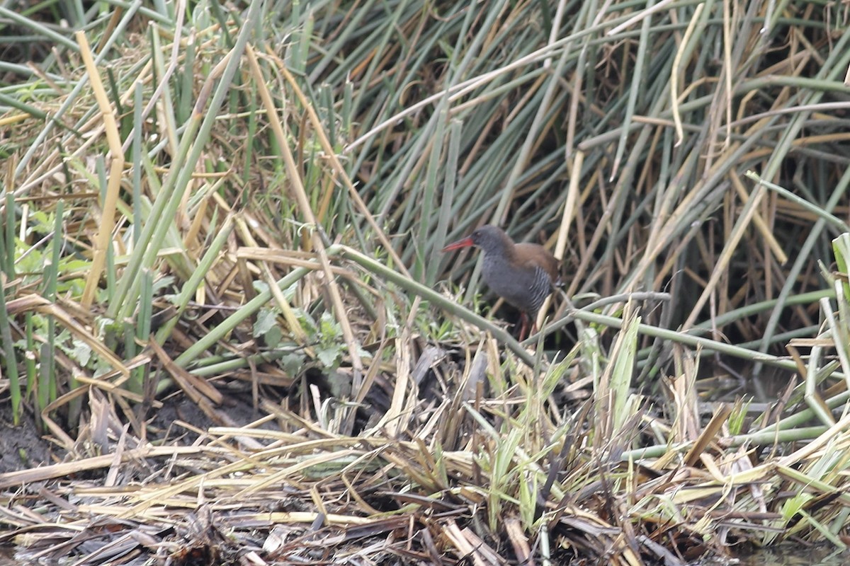 African Rail - ML504736421