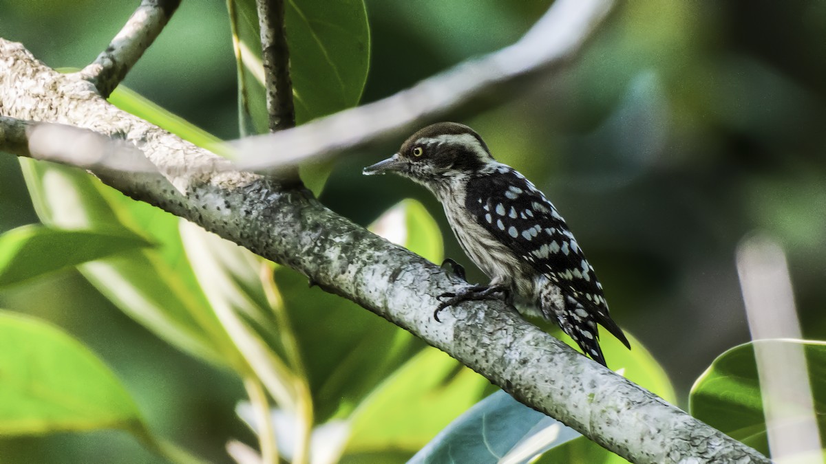 Brown-capped Pygmy Woodpecker - ML504737911