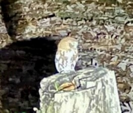 Northern Saw-whet Owl - ML504738181