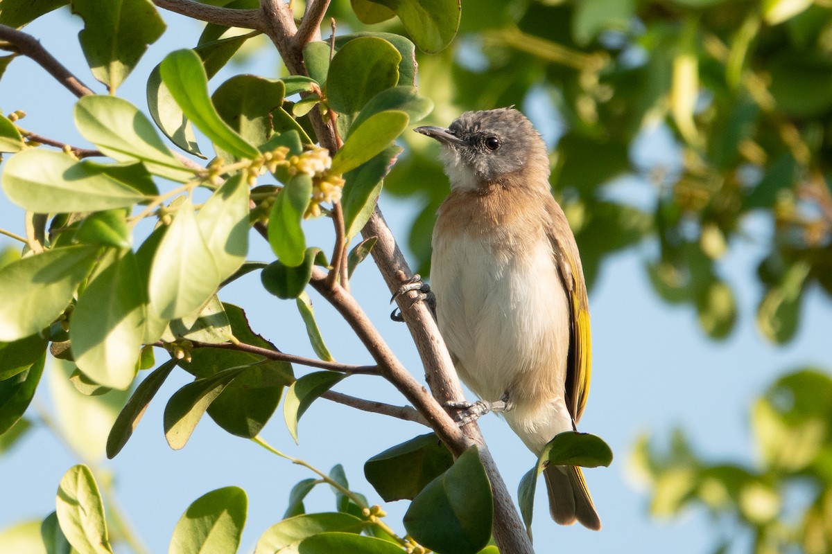 Rufous-banded Honeyeater - ML504738581